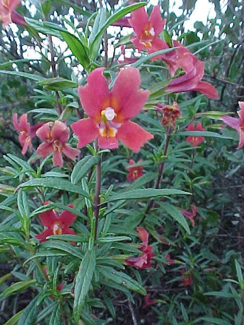 monkeyflower