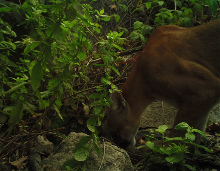 mountain lion in Fallbrook CA 92028
