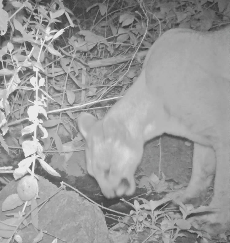 mountain lion in fallbrook