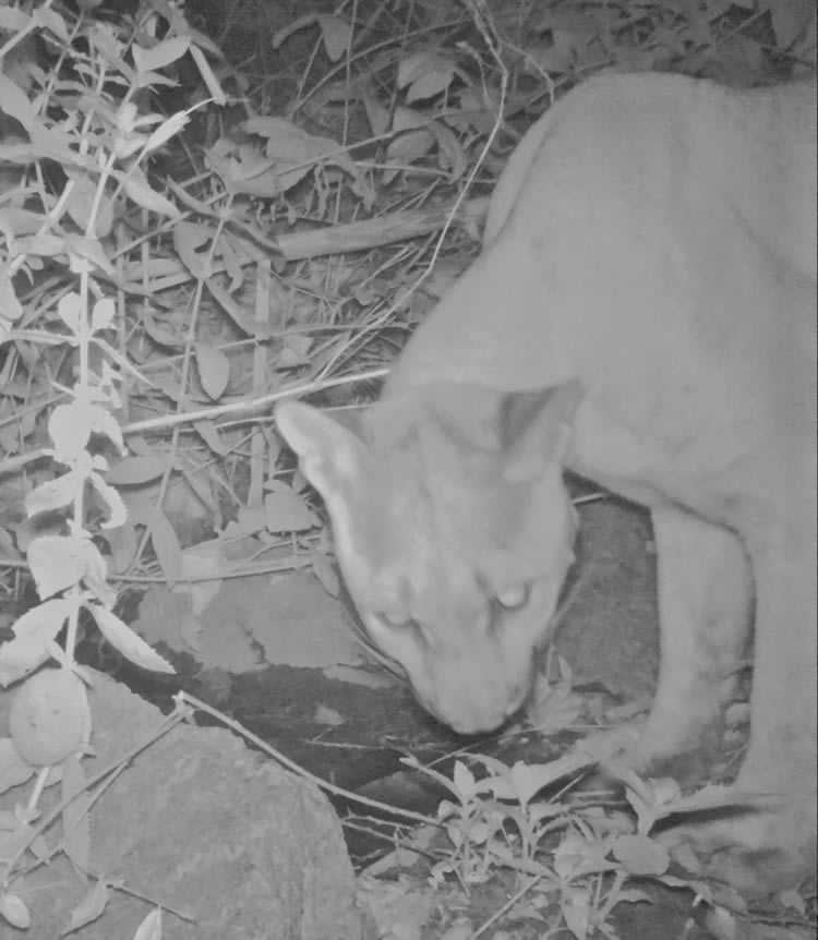 mountain lion in De Luz Canyon