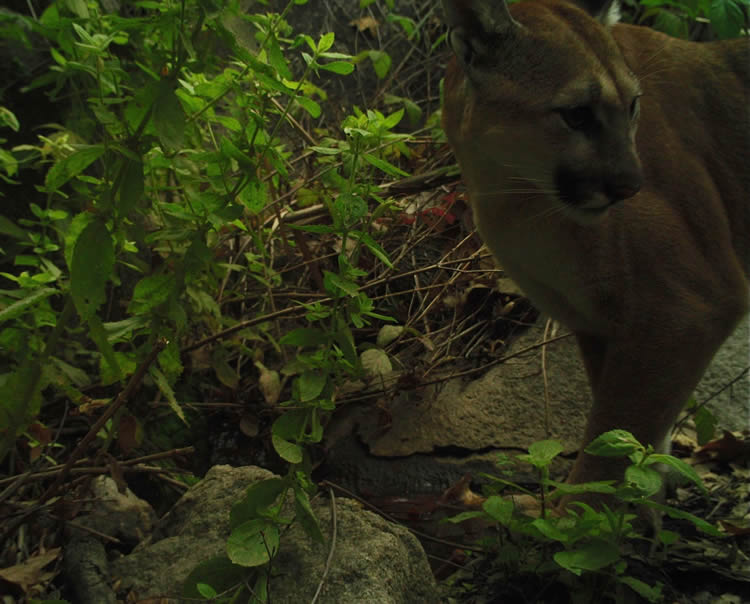 mountain lion of De Luz