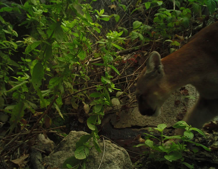 mountain lion drinking