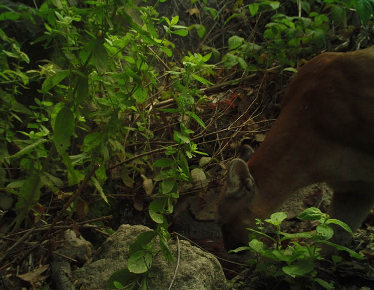 mountain lion drinking water