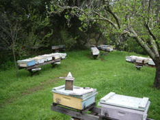 Queen nuc yard