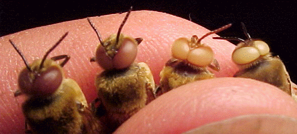 mutant drones