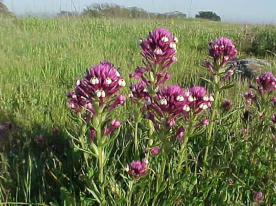 owl's clover