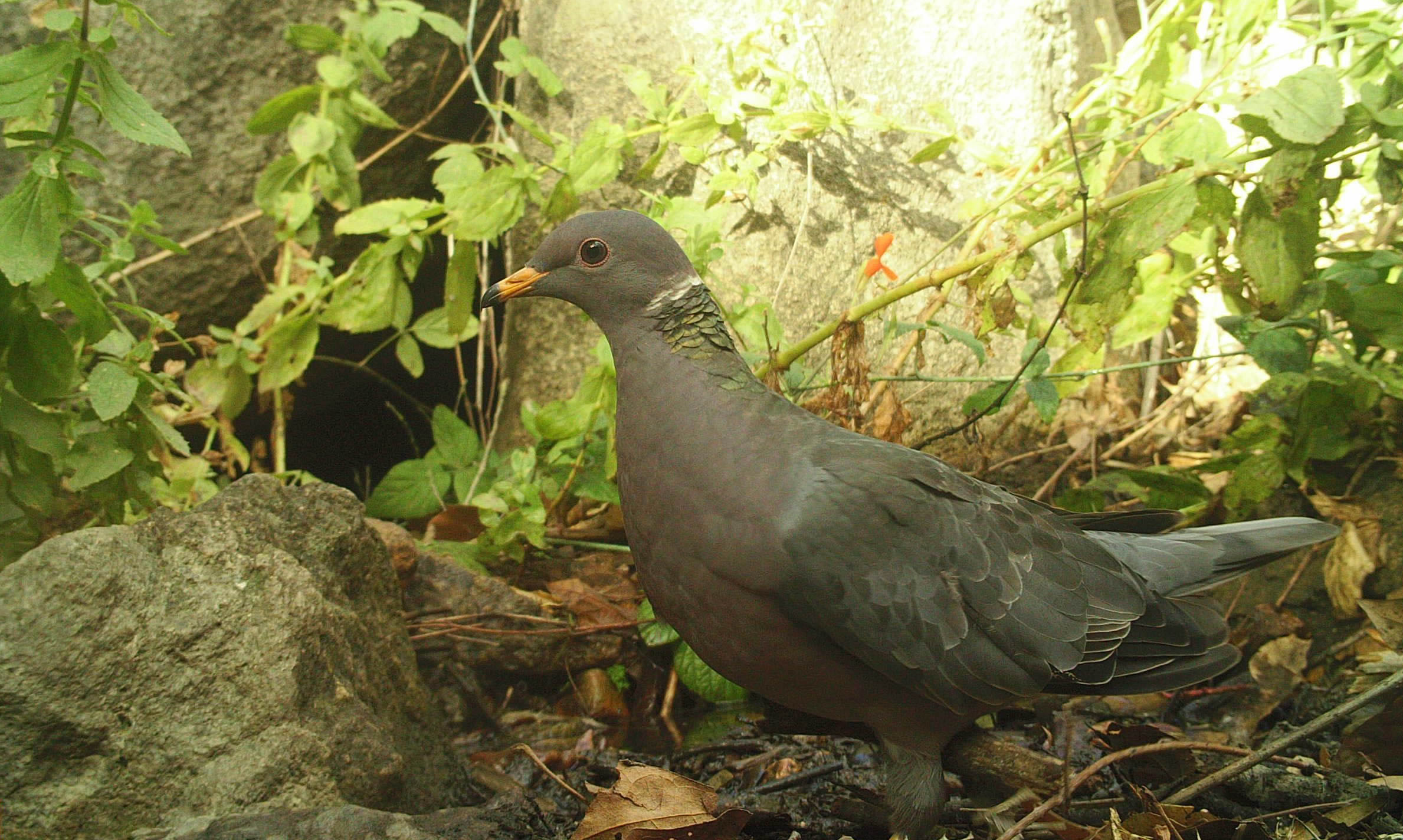 band tail pigeon
