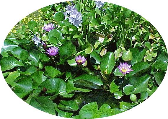 honeybee water garden