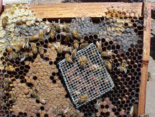 push-in queen introduction cage