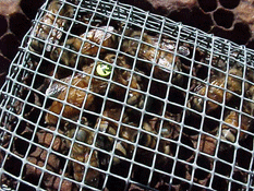 Push in queen introduction cage.