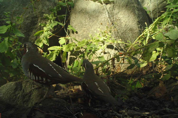 mountain quail