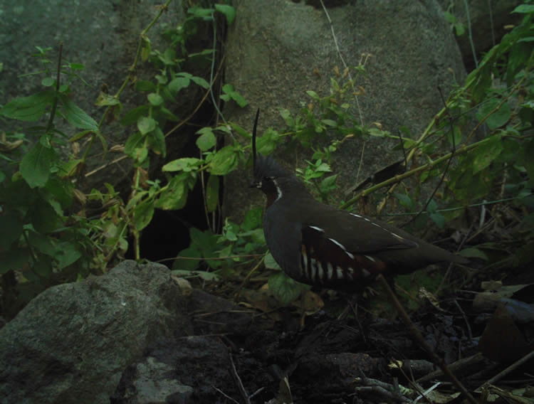 calif mountain quail