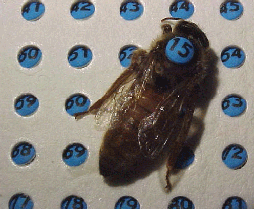 Marked queen bee