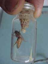 virgin queen hatched in a bottle