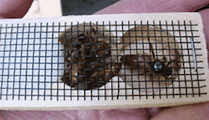Queen bee cage