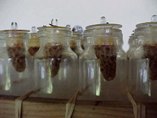 queen cell bottles