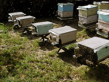 Queen cell building colonies