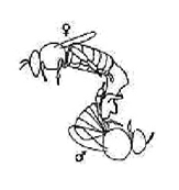 Queen mating