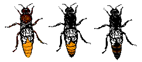 Queen bee comparison