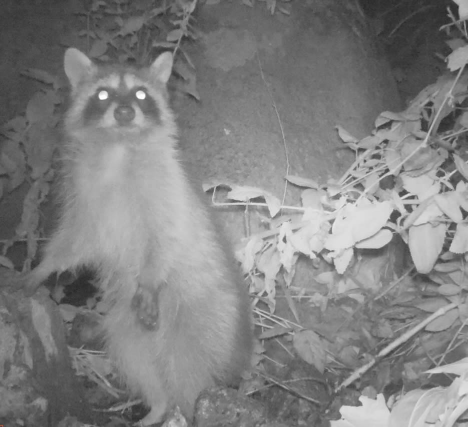 raccoon