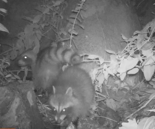 raccoons