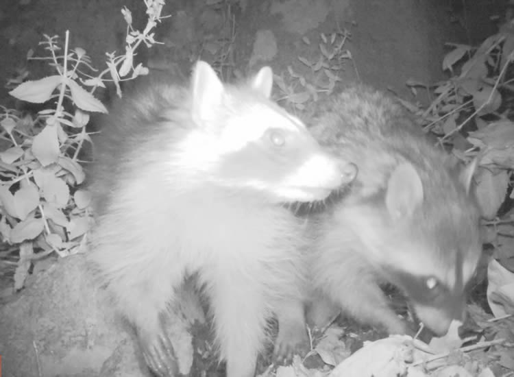 Procyon lotor