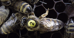 Russian queen honeybees
