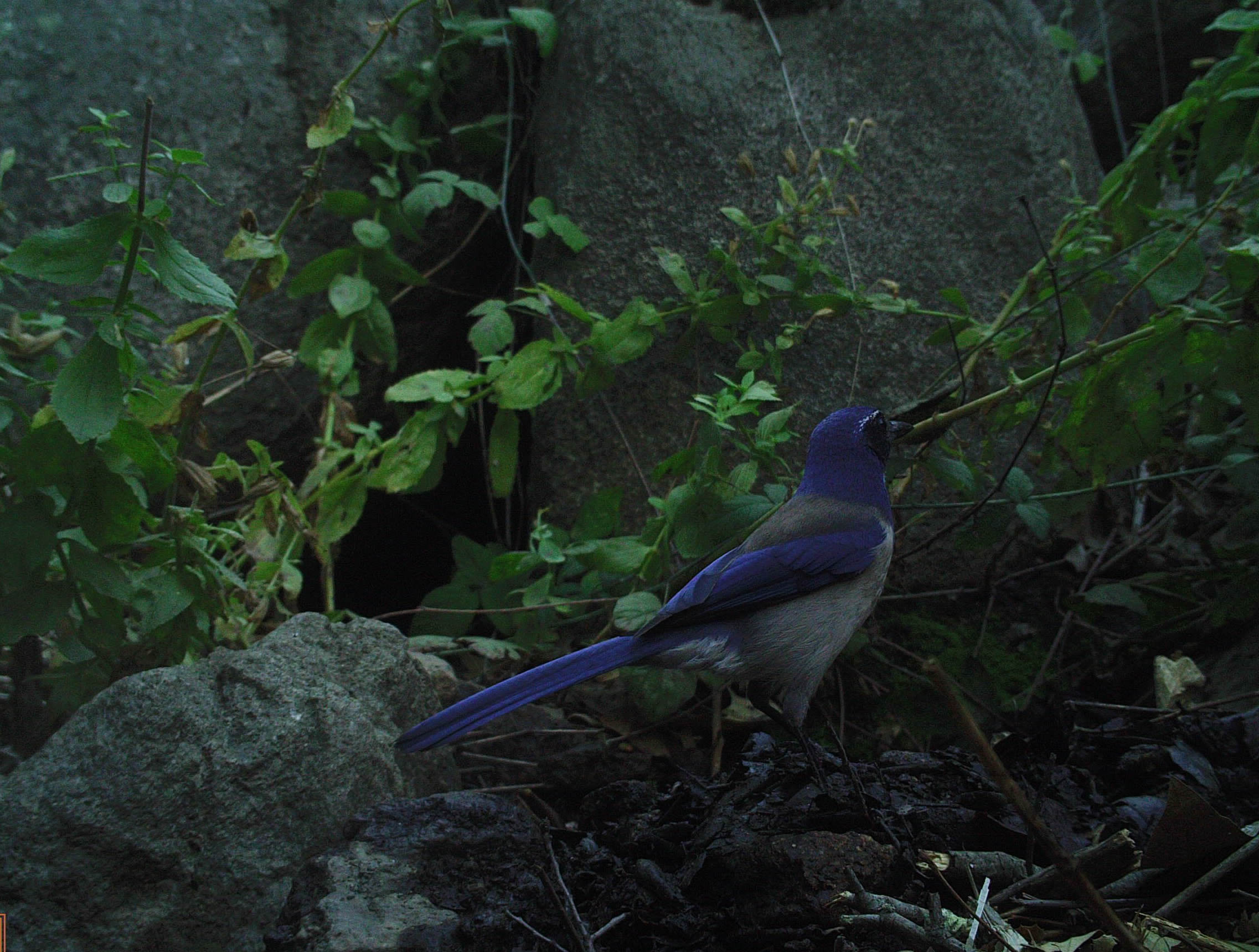 scrub jay