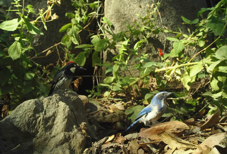 woodpecker and scrub jay
