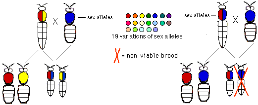 Honeybee sex alleles. Complementary sex determination