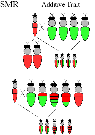 Genetics of Suppressed Mite Reproduction