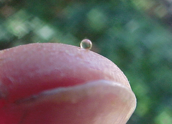 Queen honeybee spermatheca empty