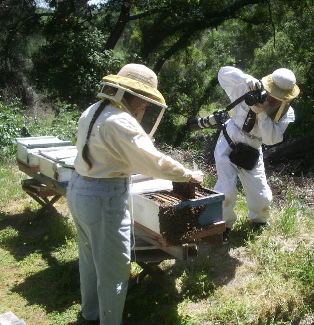 Suki Glenn beekeeper