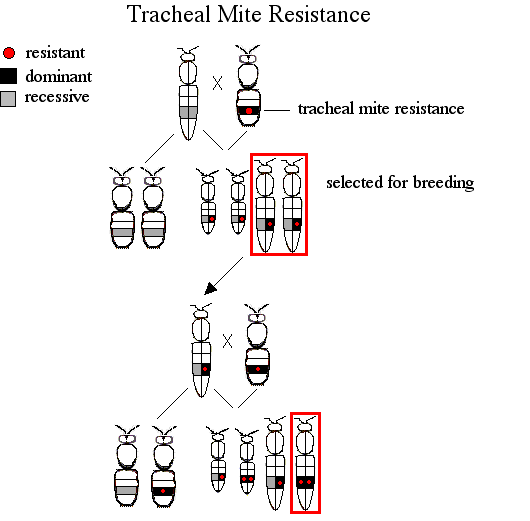 Tracheal mite resistance