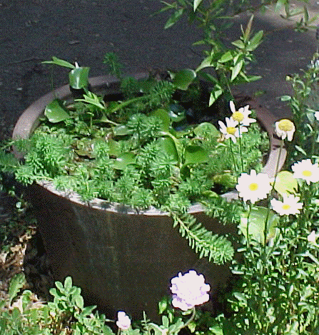 honeybee water garden tub