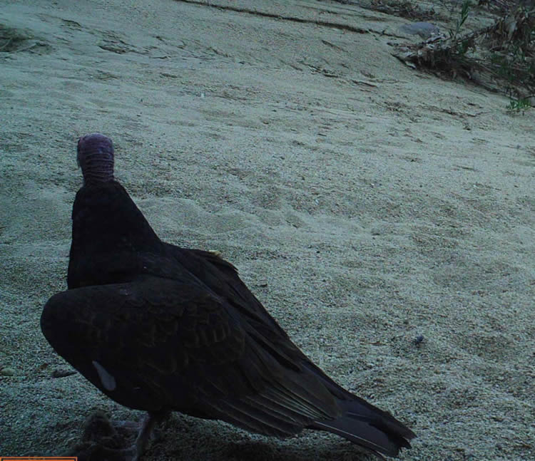 turkey vulture