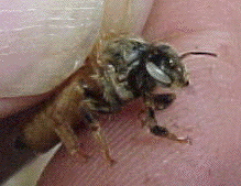 White eyed queen bee