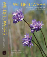 wildflowers of the Sana Ana Mountains