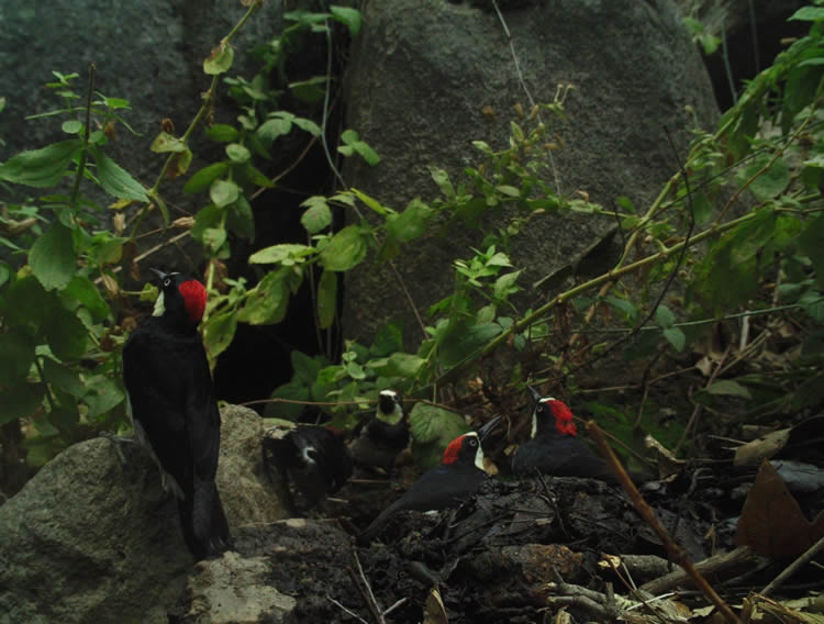 Melanerpes formicivorus