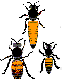 Italian honeybees