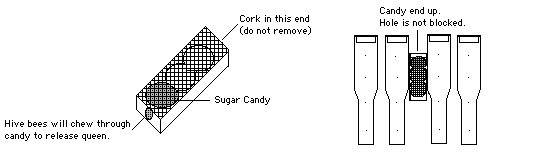 queen introduction