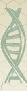 honeybee dna
