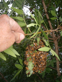 Africanized honeybees (AHB)