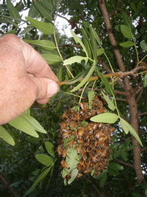 Africanized honeybee swarm