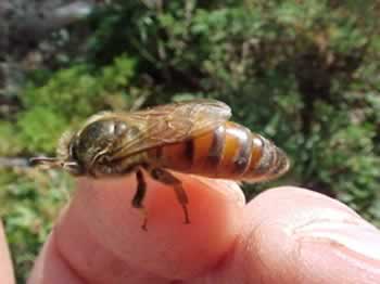 Africanized honeybee queen