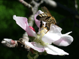 honey bee pollinating apple blossom