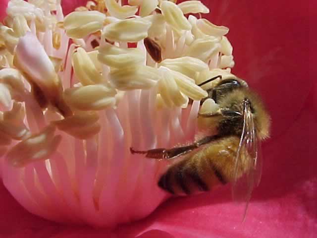 honeybee on a camelia blossom