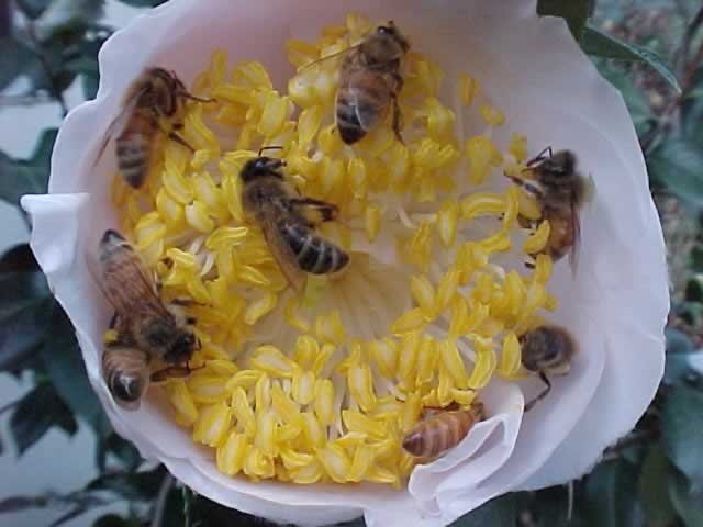 honey bee on a camelia flower