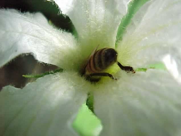 Honey bee pollinating a gourd