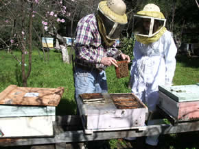 beekeepers
